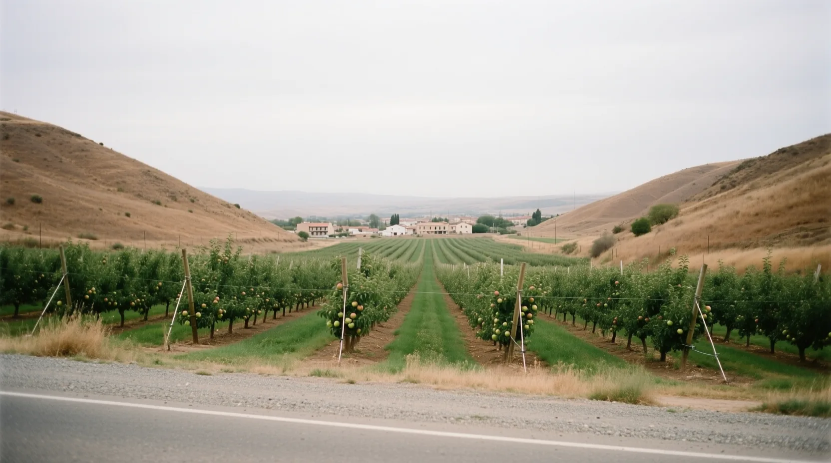 Apple orchard rows in a central Washington valley with dry hills beyond